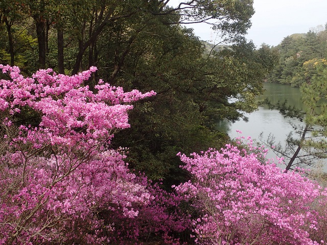 深山公園 ツツジ 満開