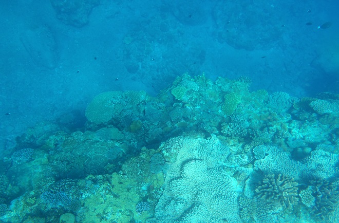 慶良間諸島の海