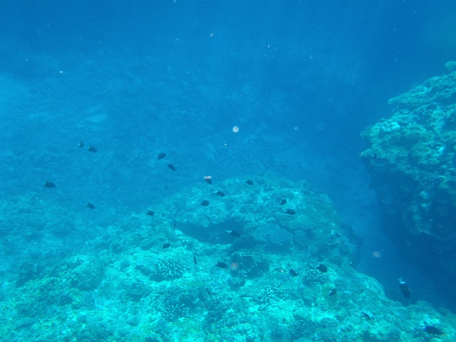 慶良間諸島 ボートシュノーケル ブログ