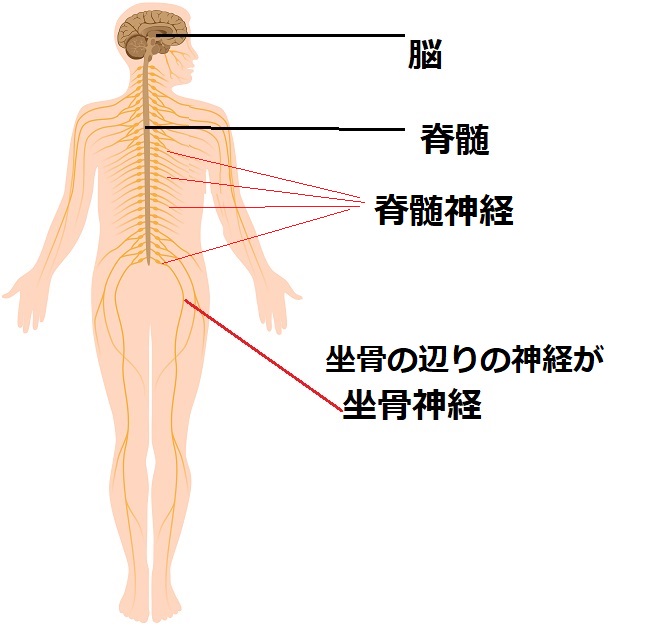 ランナー必見 お尻の痛み 坐骨神経痛 解消法