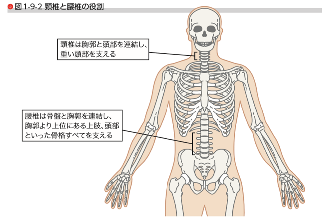 朝イチ 腰痛 解消法 起床時 腰痛