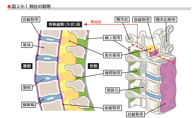 朝イチ 腰痛 解消法 起床時 腰痛