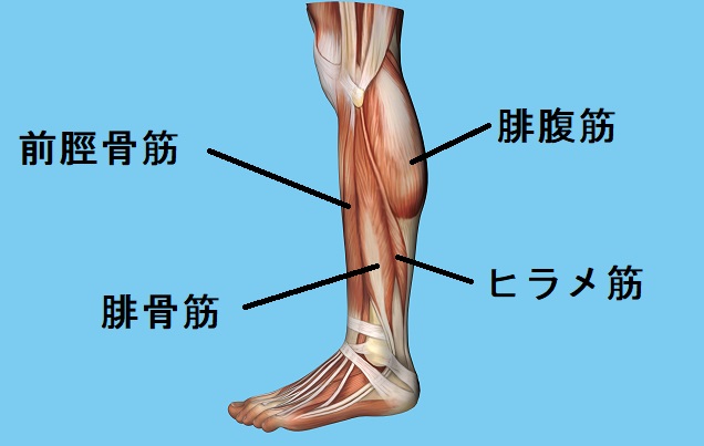 前脛骨筋 ぜんけいこつきん ストレッチ