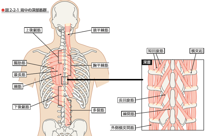 起床時　腰痛　原因　対処法