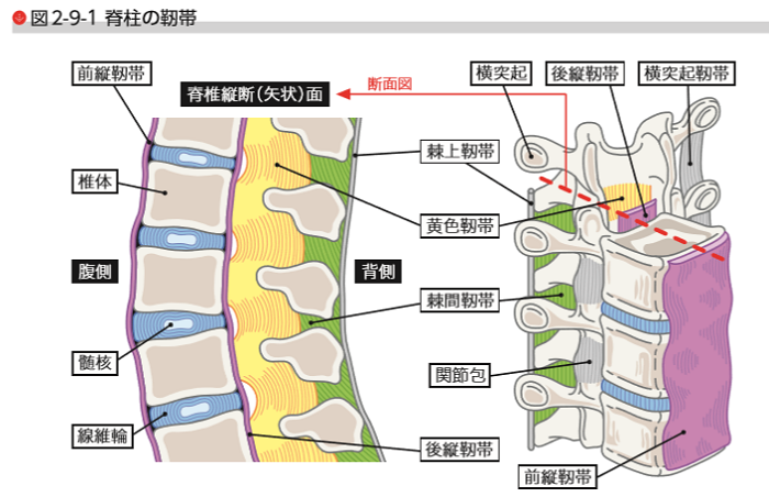 起床時　腰痛　原因　対処法