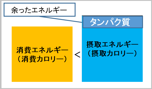 筋トレ　増量期　ブログ