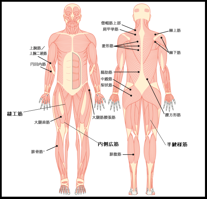 ランニング 膝の痛み 解消法