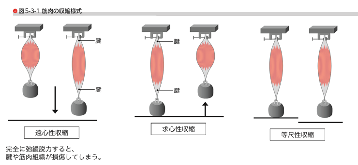 遠心性収縮　大腿四頭筋