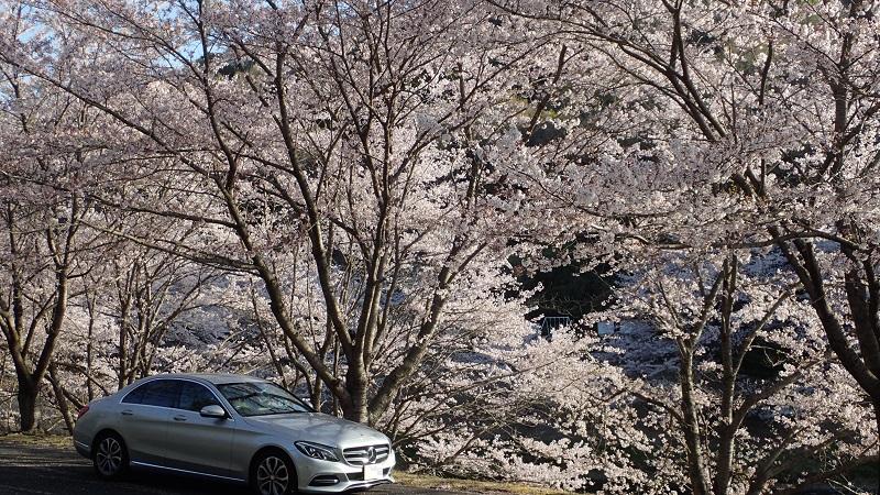 深山公園　桜まつり