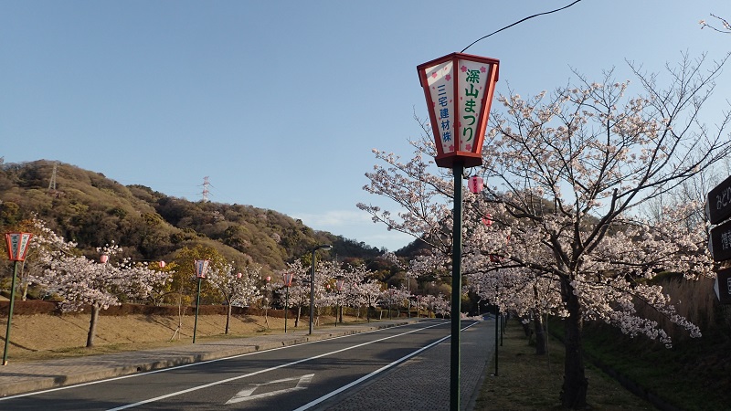 深山公園　桜