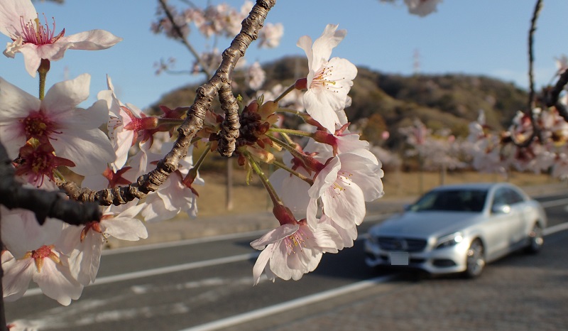 深山公園　桜まつり