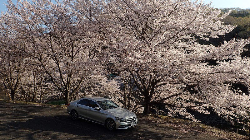 深山公園　桜まつり