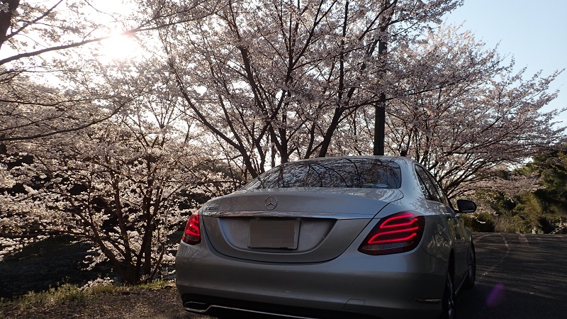 深山公園　桜まつり