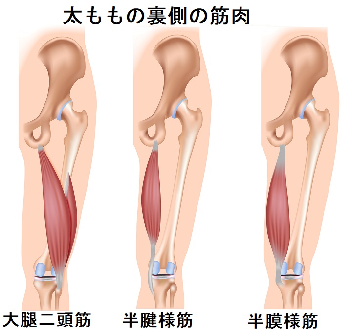 ハムストリングスストレッチ