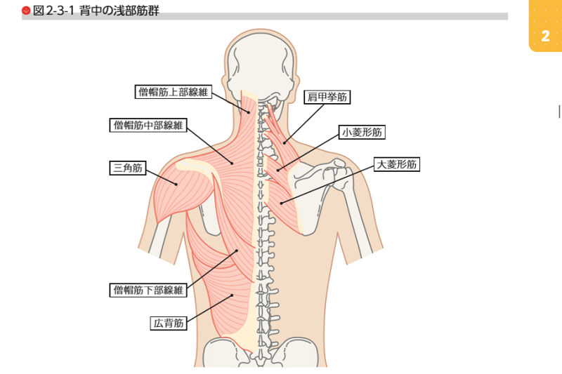 肩こり 首こり 解消法