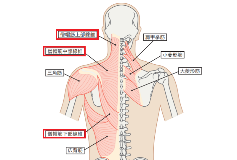 僧帽筋の働き