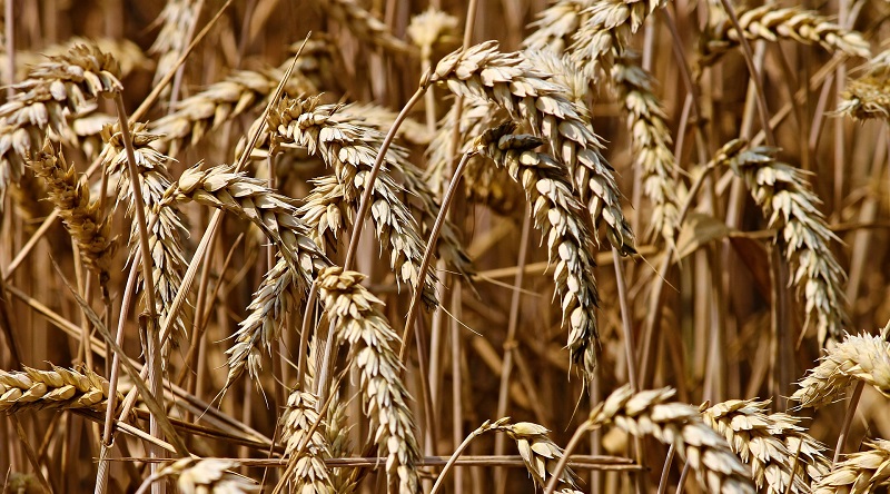 Gluten free　グルテンフリー　効果　やり方