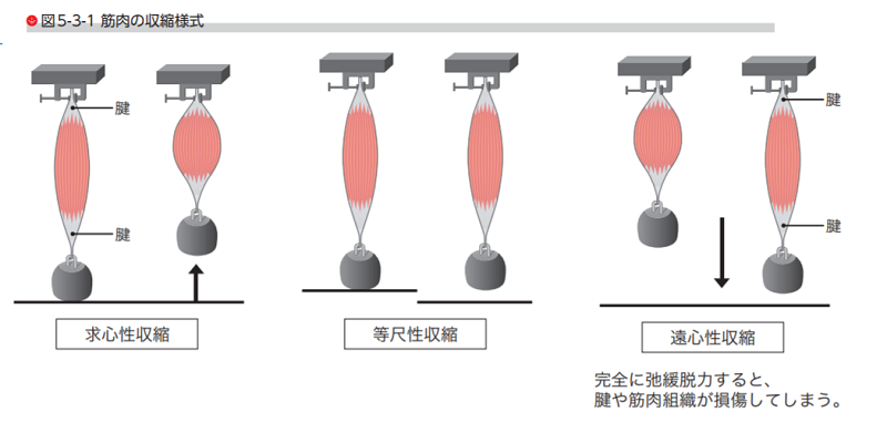 遠心性収縮