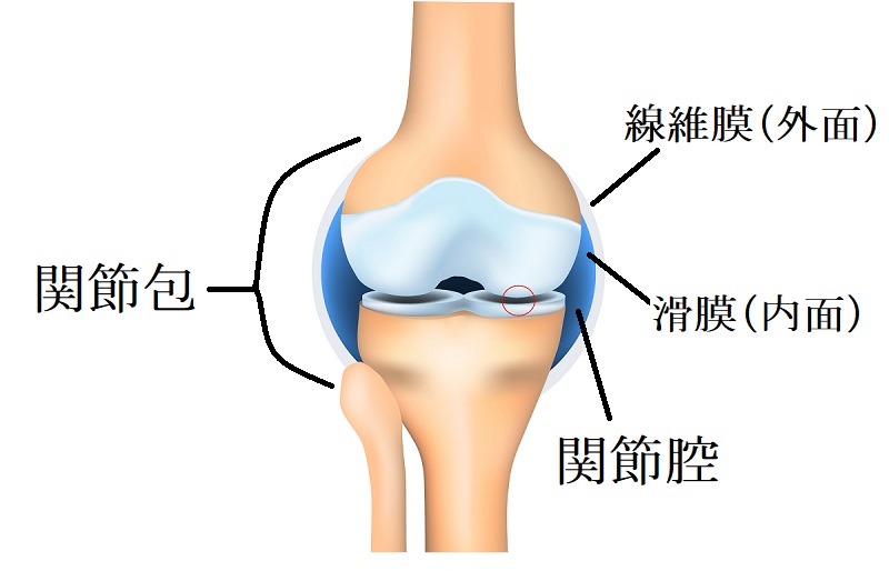 関節の構造　膝の水