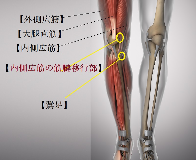 膝痛　ケア方法　自分で治す