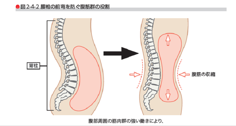 ドローインの効果　鍛えられる筋肉　腹直筋　腹斜筋　腹横筋