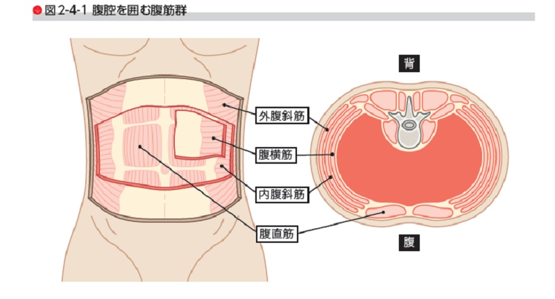 ドローインの効果　鍛えられる筋肉　腹直筋　腹斜筋　腹横筋