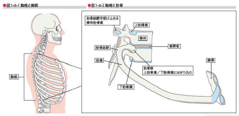 胸郭　ドローイン