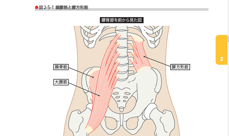 ドローインで鍛えられる筋肉