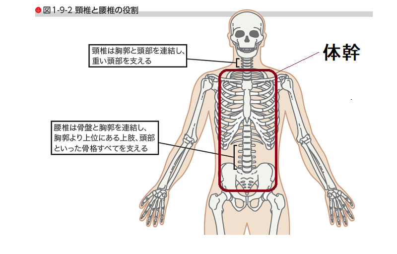 体幹とは？