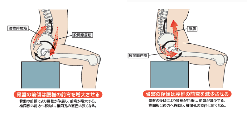 ドローインの効果　鍛えられる筋肉　腹直筋　腹斜筋　腹横筋