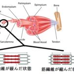 筋原線維イラスト