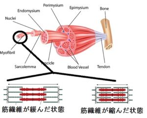 筋原線維イラスト
