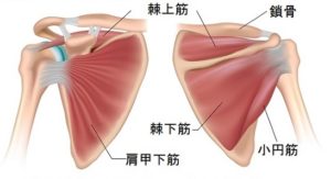 腱板筋群