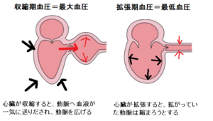 運動と血圧の関係　アスリート　血圧管理
