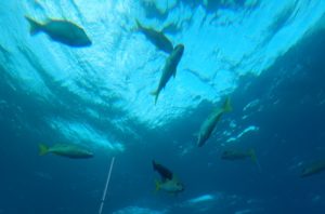 ブセナ海中公園 正月 沖縄旅行