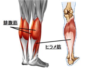 カーフレイズ 下腿三頭筋 鍛え方