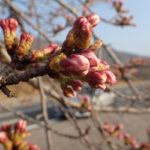 玉野市深山公園 桜 開花