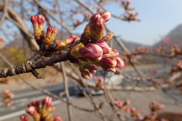 玉野市深山公園 桜 開花