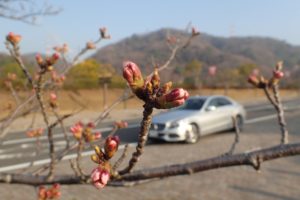 玉野市深山公園 桜 開花