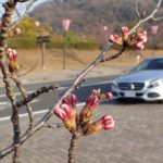 玉野市深山公園 桜 開花