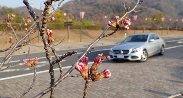 玉野市深山公園 桜 開花