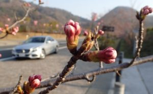 玉野市深山公園 桜 開花