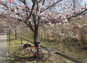 玉野市深山公園 桜 開花