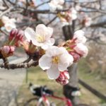 玉野市深山公園 桜 開花