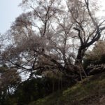 奥迫川 大山桜 登山道