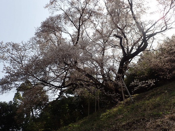 奥迫川 大山桜 登山道