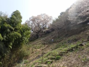 奥迫川 大山桜 登山道