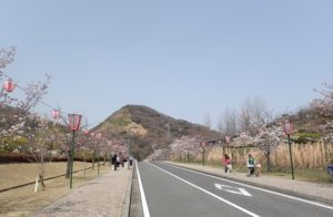 深山見返り桜 見返桜 深山公園