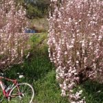 奥迫川 大山桜 サイクリング