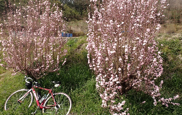 奥迫川 大山桜 サイクリング